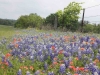 Bluebonnet Fest Drive 019