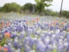 Bluebonnet Fest Drive 032