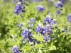 Bluebonnets 123