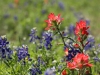 Bluebonnets 149