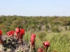 Bluebonnets 251